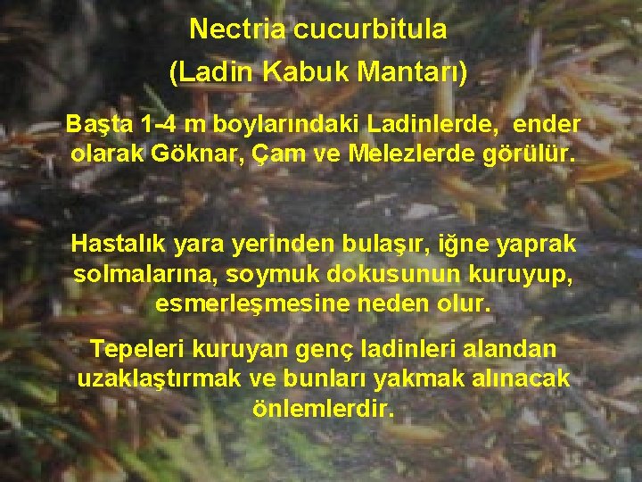 Nectria cucurbitula (Ladin Kabuk Mantarı) Başta 1 -4 m boylarındaki Ladinlerde, ender olarak Göknar,