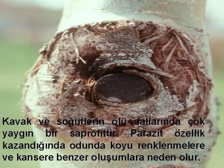 Kavak ve söğütlerin ölü dallarında çok yaygın bir saprofittir. Parazit özellik kazandığında odunda koyu