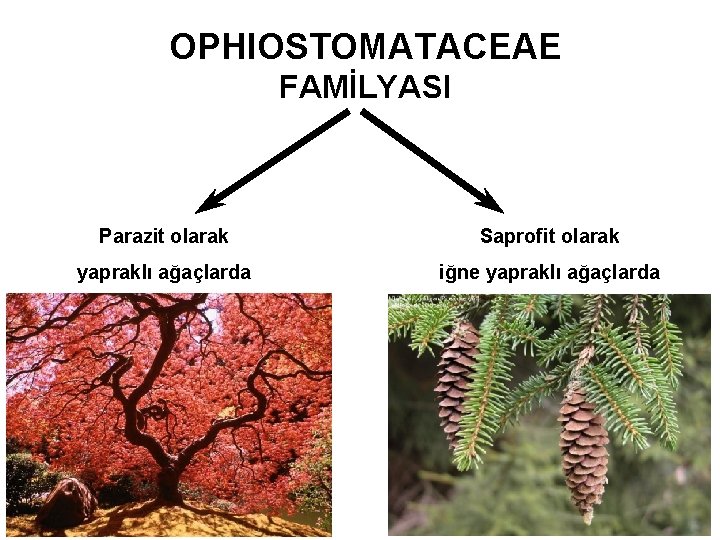 OPHIOSTOMATACEAE FAMİLYASI Parazit olarak Saprofit olarak yapraklı ağaçlarda iğne yapraklı ağaçlarda 