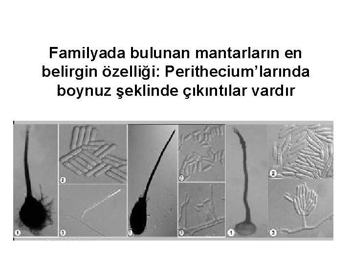 Familyada bulunan mantarların en belirgin özelliği: Perithecium’larında boynuz şeklinde çıkıntılar vardır 