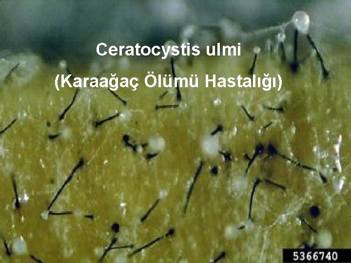 Ceratocystis ulmi (Karaağaç Ölümü Hastalığı) 