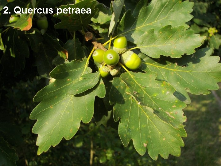 2. Quercus petraea 