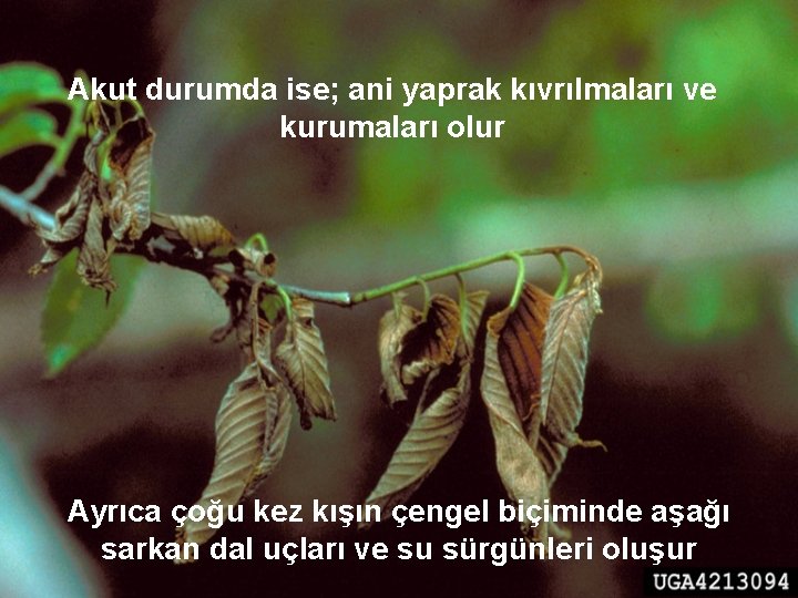 Akut durumda ise; ani yaprak kıvrılmaları ve kurumaları olur Ayrıca çoğu kez kışın çengel