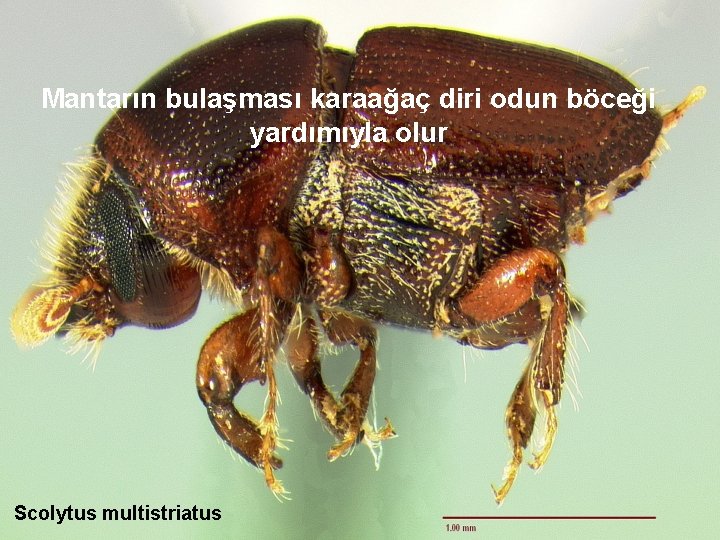Mantarın bulaşması karaağaç diri odun böceği yardımıyla olur Scolytus multistriatus 