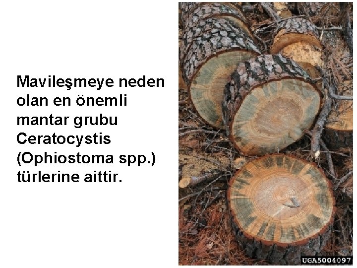 Mavileşmeye neden olan en önemli mantar grubu Ceratocystis (Ophiostoma spp. ) türlerine aittir. 