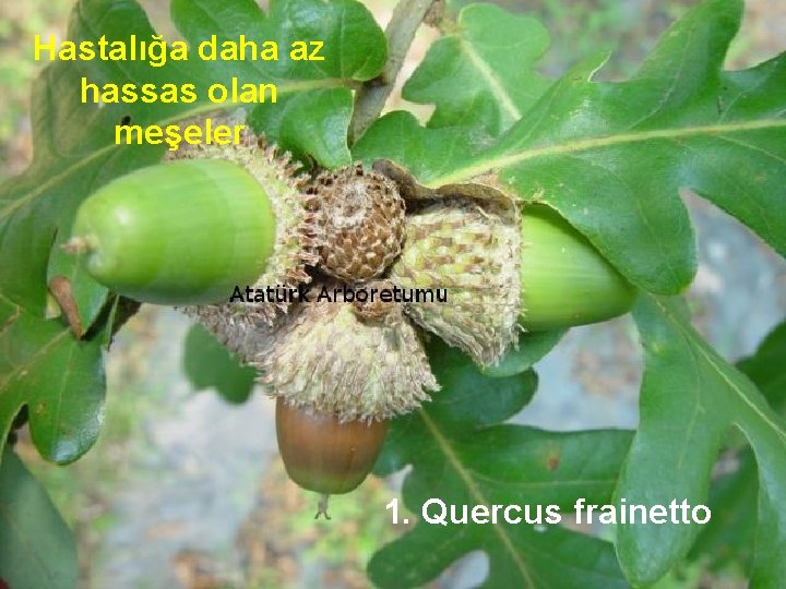 Hastalığa daha az hassas olan meşeler 1. Quercus frainetto 