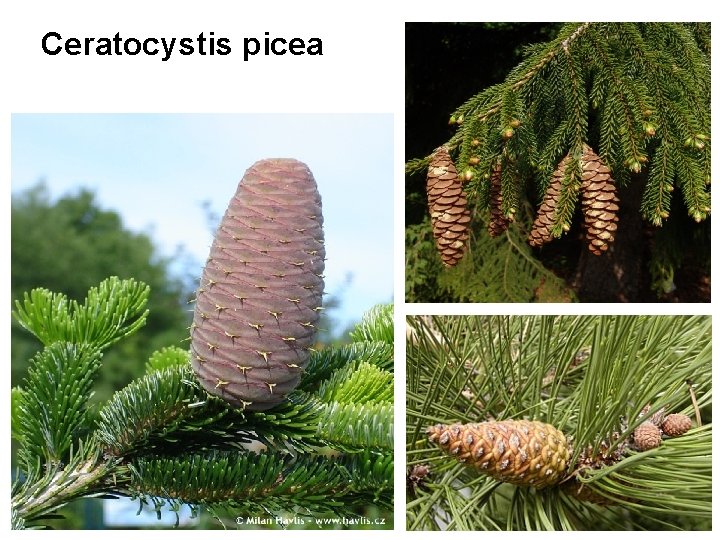 Ceratocystis picea 