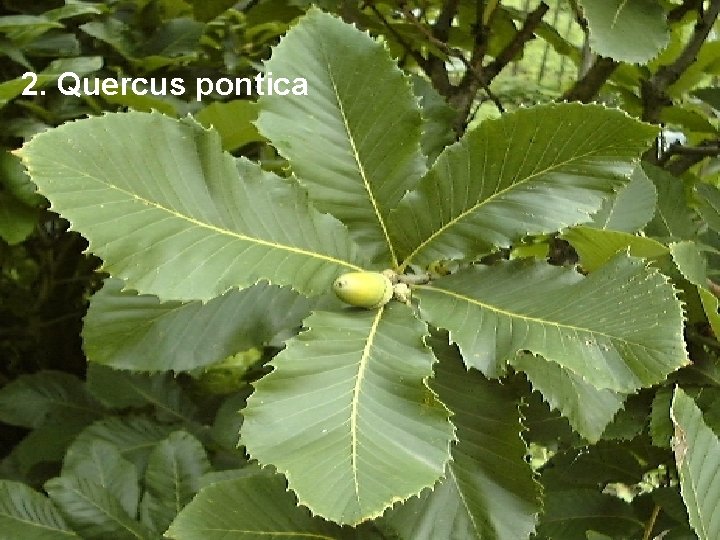 2. Quercus pontica 