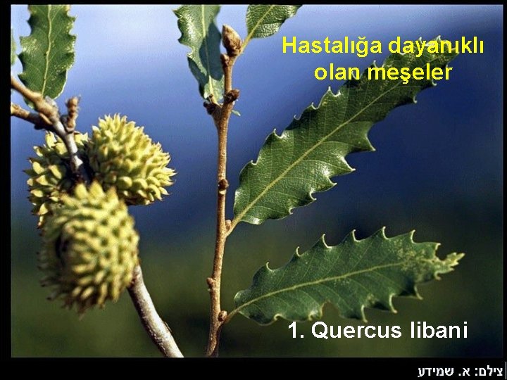 Hastalığa dayanıklı olan meşeler 1. Quercus libani 