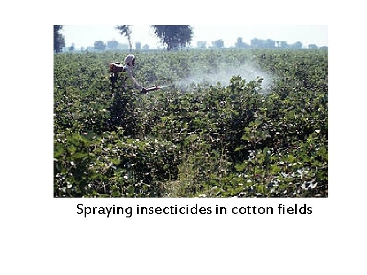 Spraying insecticides in cotton fields 