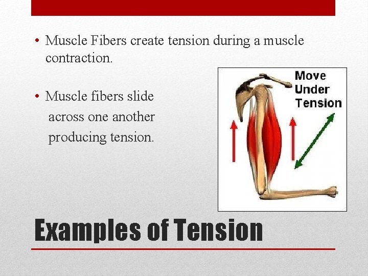  • Muscle Fibers create tension during a muscle contraction. • Muscle fibers slide