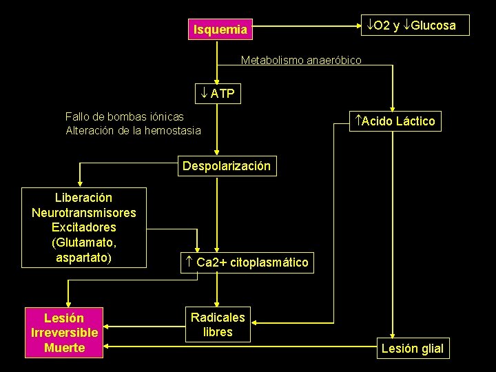  O 2 y Glucosa Isquemia Metabolismo anaeróbico ATP Fallo de bombas iónicas Alteración