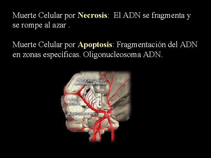 Muerte Celular por Necrosis: El ADN se fragmenta y se rompe al azar. Muerte