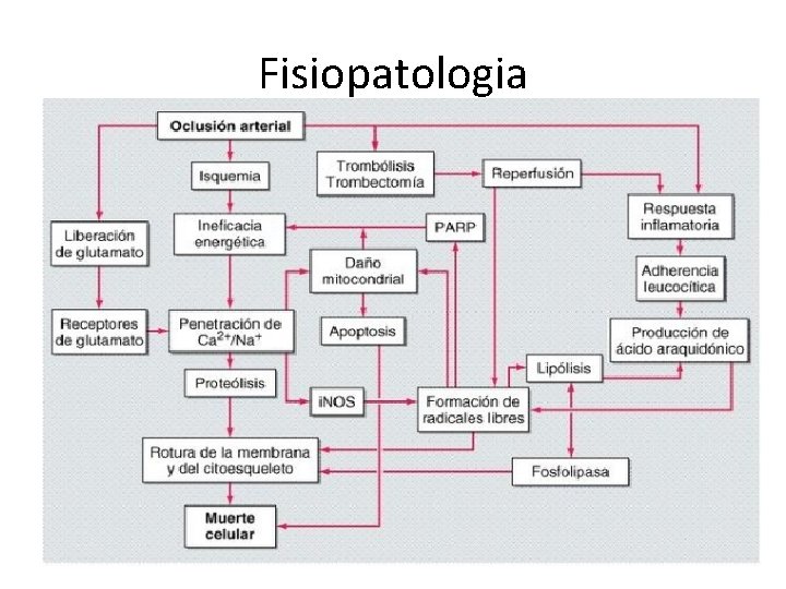 Fisiopatologia 
