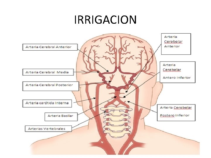 IRRIGACION 