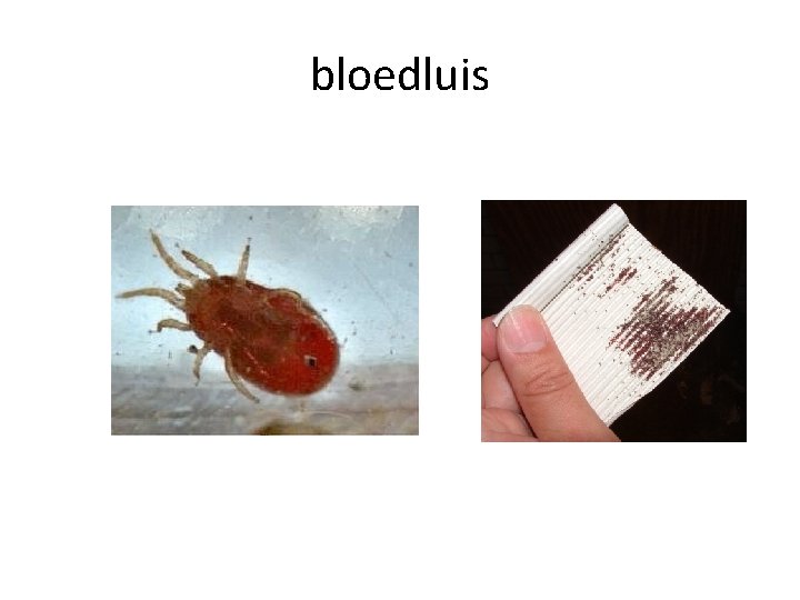 bloedluis 