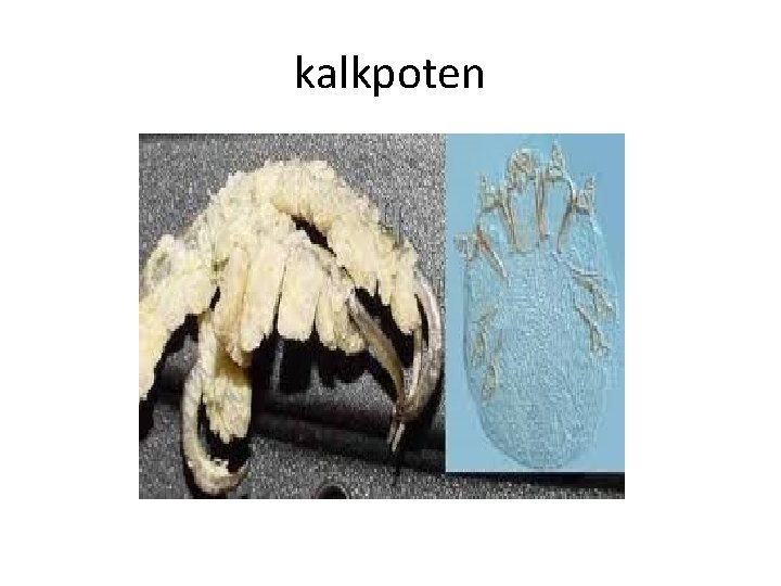 kalkpoten 