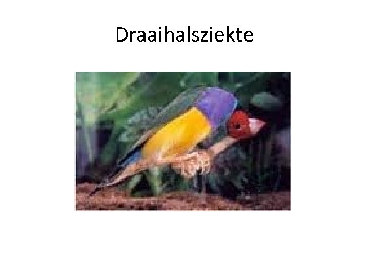 Draaihalsziekte 