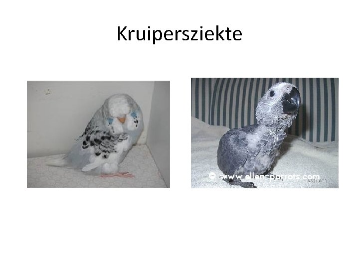 Kruipersziekte 