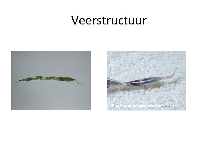 Veerstructuur 