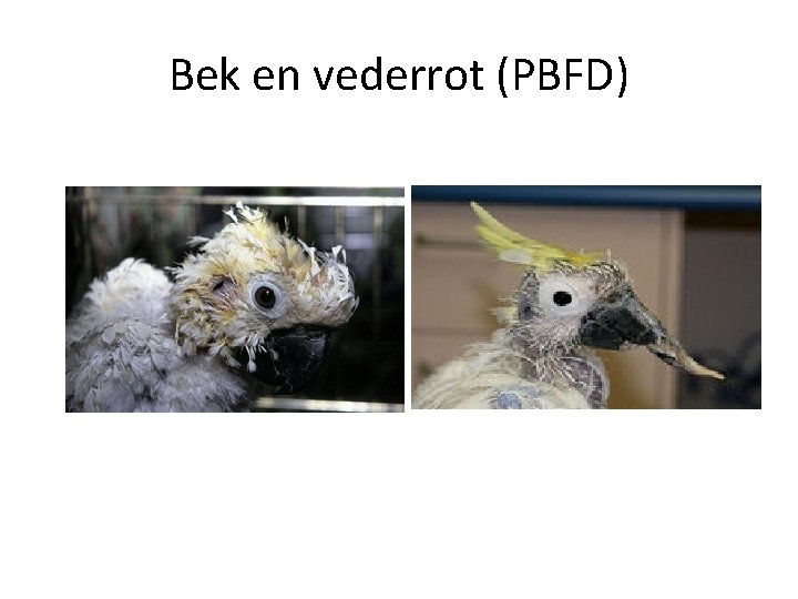 Bek en vederrot (PBFD) 