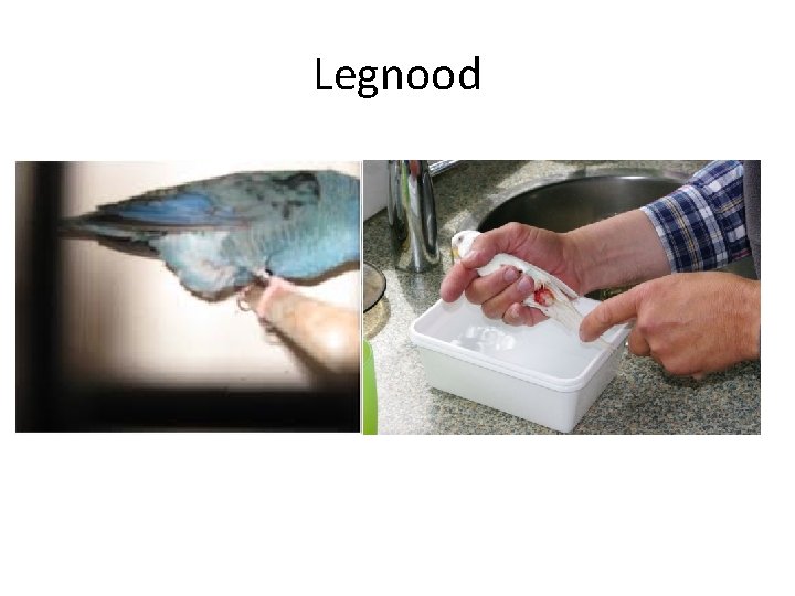 Legnood 