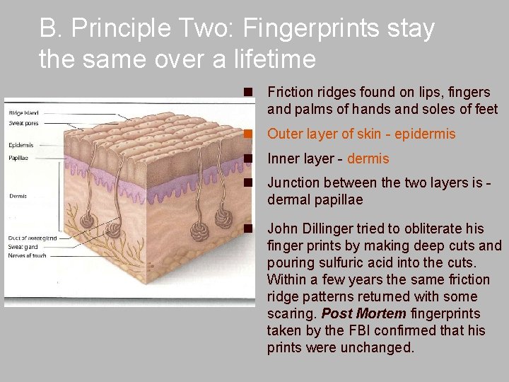 B. Principle Two: Fingerprints stay the same over a lifetime n Friction ridges found