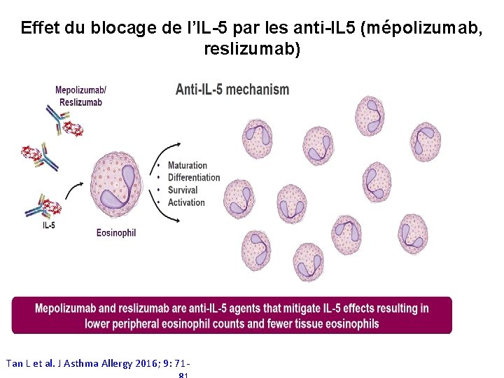 Effet du blocage de l’IL-5 par les anti-IL 5 (mépolizumab, reslizumab) Tan L et