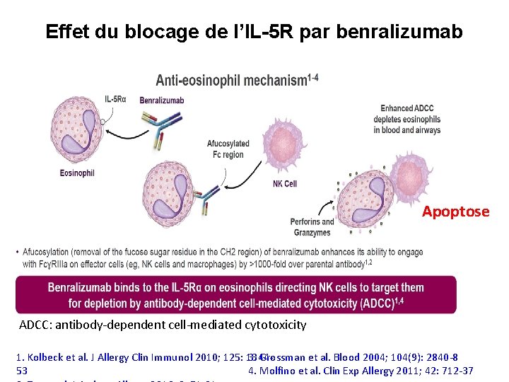 Effet du blocage de l’IL-5 R par benralizumab Apoptose ADCC: antibody-dependent cell-mediated cytotoxicity 1.