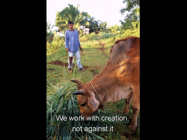 We work with creation, not against it 