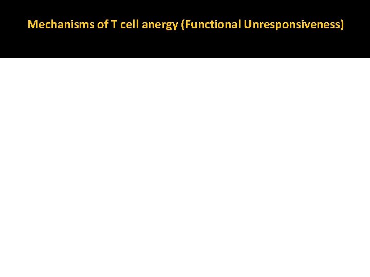 Mechanisms of T cell anergy (Functional Unresponsiveness) 