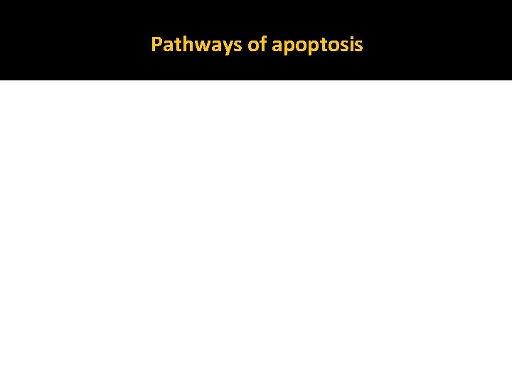 Pathways of apoptosis 