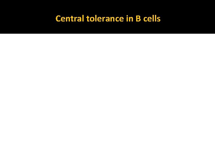 Central tolerance in B cells 