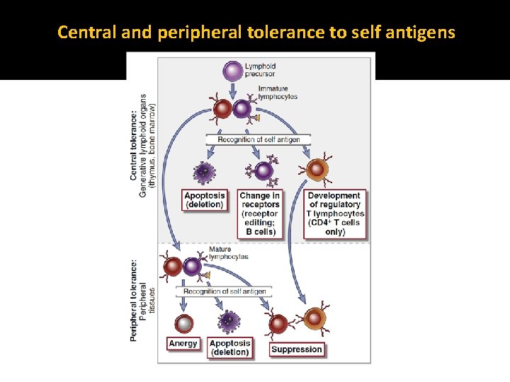 Central and peripheral tolerance to self antigens 