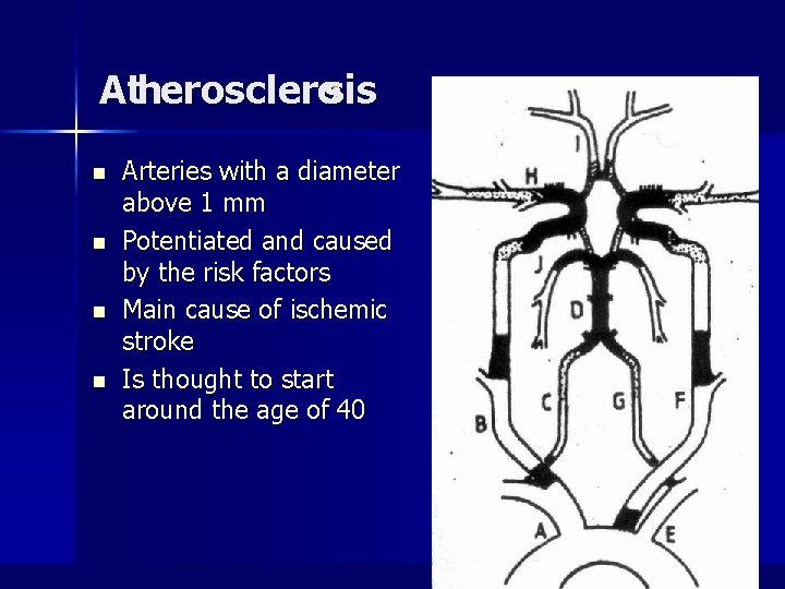 Atherosclerosis n n Arteries with a diameter above 1 mm Potentiated and caused by