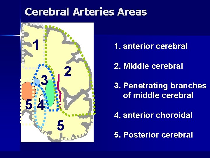Cerebral Arteries Areas 1 1. anterior cerebral 3 2 2. Middle cerebral 3. Penetrating