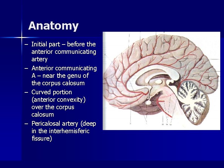 Anatomy – Initial part – before the anterior communicating artery – Anterior communicating A