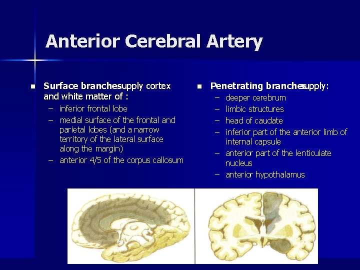 Anterior Cerebral Artery n Surface branchessupply cortex and white matter of : – inferior