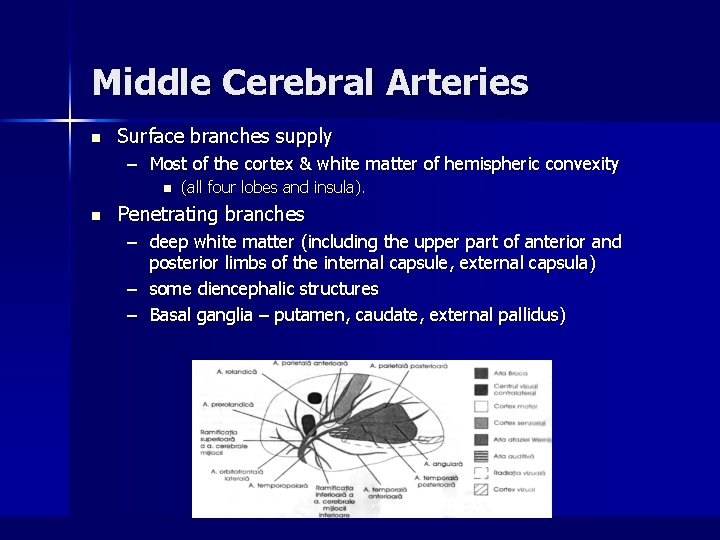 Middle Cerebral Arteries n Surface branches supply – Most of the cortex & white