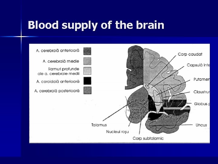 Blood supply of the brain 