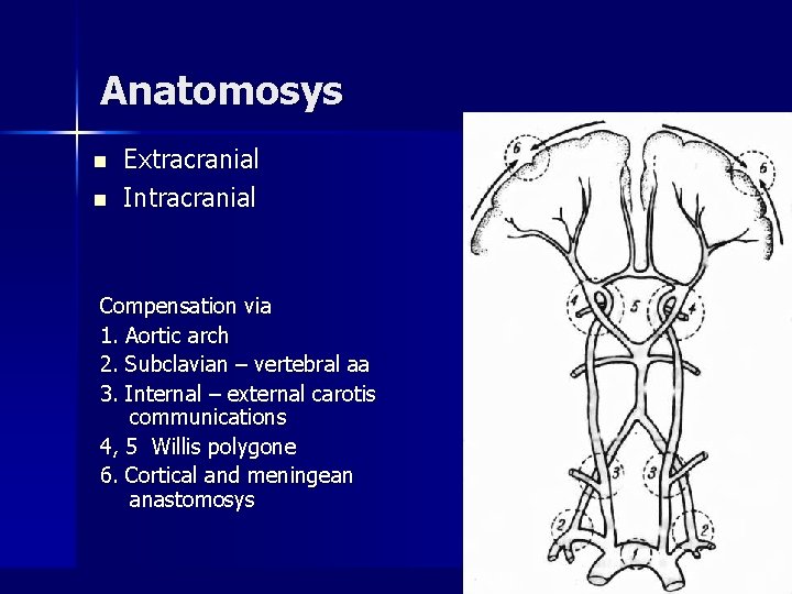 Anatomosys n n Extracranial Intracranial Compensation via 1. Aortic arch 2. Subclavian – vertebral