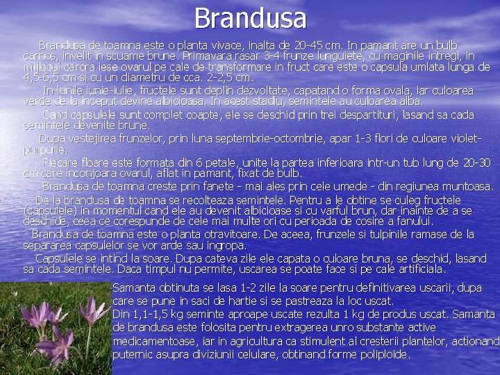 Brandusa de toamna este o planta vivace, inalta de 20 45 cm. In pamant