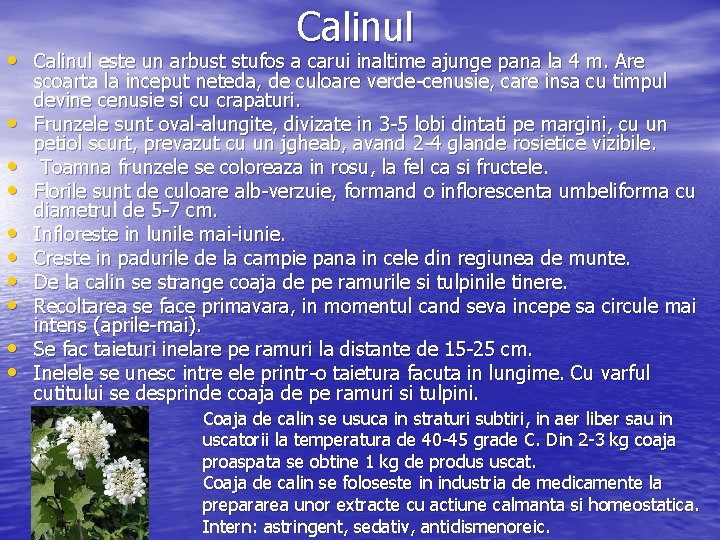 Calinul • Calinul este un arbust stufos a carui inaltime ajunge pana la 4