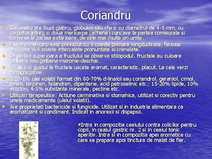 Coriandru • Coriandru are fruct glabru, globulos sau sferic cu diametrul de 4 5