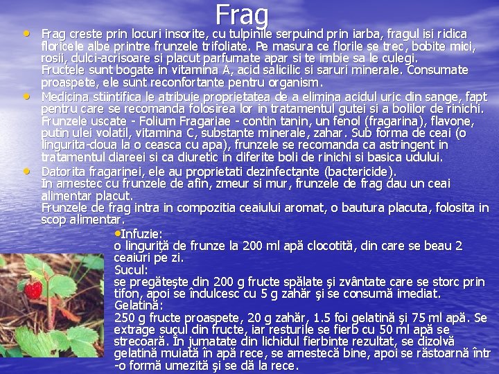  • • • Frag creste prin locuri insorite, cu tulpinile serpuind prin iarba,