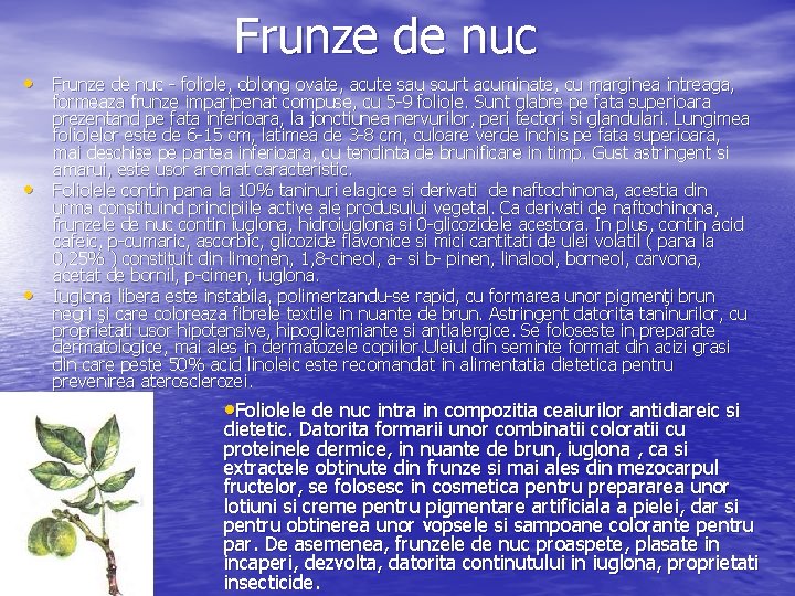 Frunze de nuc • Frunze de nuc foliole, oblong ovate, acute sau scurt acuminate,