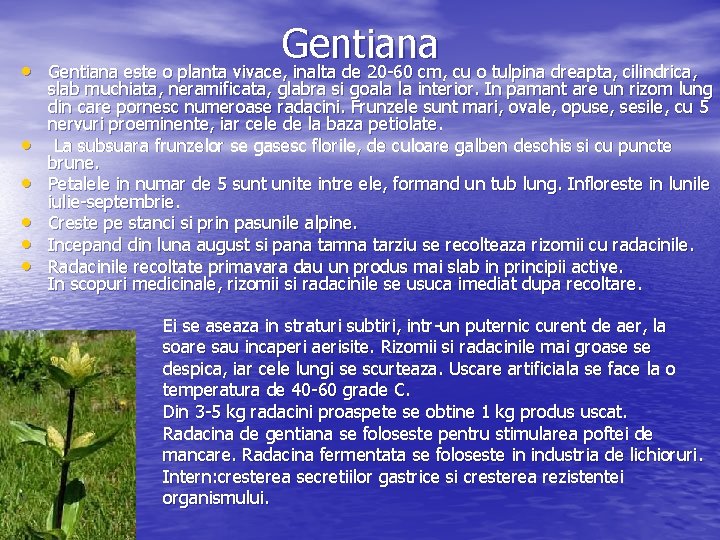  • • • Gentiana este o planta vivace, inalta de 20 60 cm,