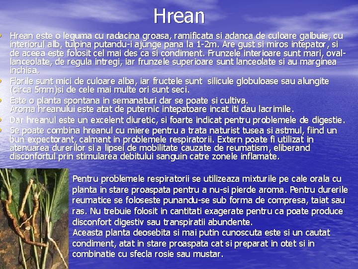 Hrean • Hrean este o leguma cu radacina groasa, ramificata si adanca de culoare