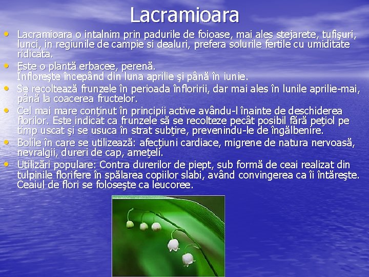 Lacramioara • Lacramioara o intalnim prin padurile de foioase, mai ales stejarete, tufişuri, •