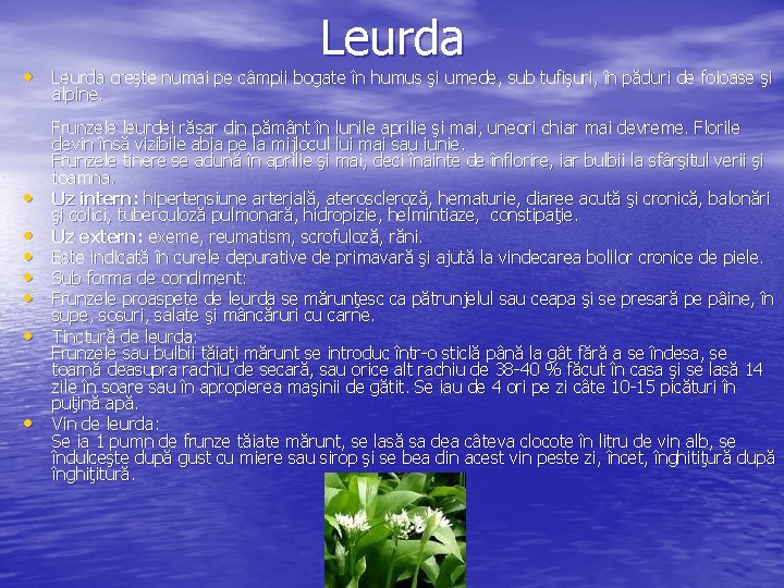 Leurda • Leurda creşte numai pe câmpii bogate în humus şi umede, sub tufişuri,